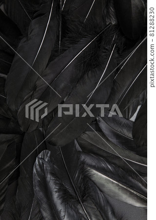 Black feather abstract background texture dark modern design, peace of bird wing 81288230