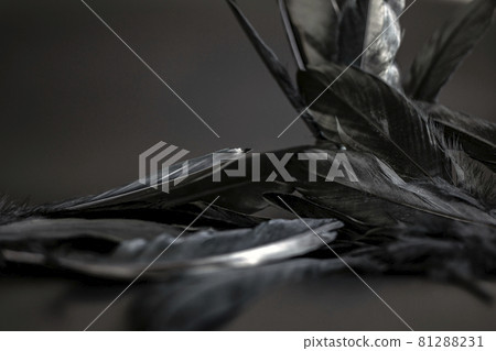 Black feather abstract background texture dark modern design, peace of bird wing Black feather abstract background texture dark modern design, peace of bird wing 81288231