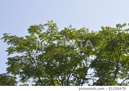 Tree of heaven 81288476