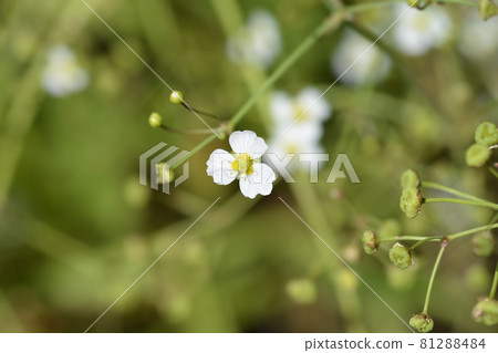Lance-leaved water plantain 81288484