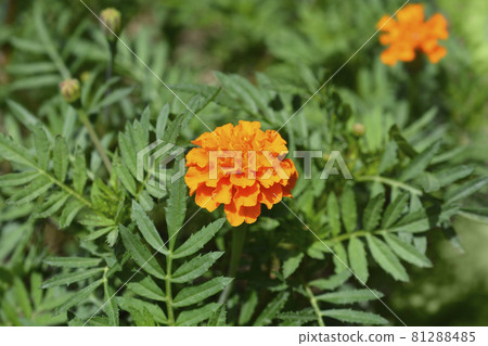 Mexican marigold Mexican marigold 81288485