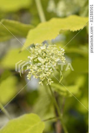 Smooth hydrangea Annabelle Smooth hydrangea Annabelle 81288501