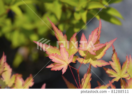 Japanese Maple Sango Kaku Japanese Maple Sango Kaku 81288511
