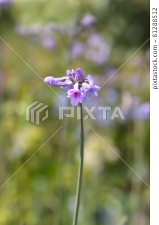 Society garlic Society garlic 81288512