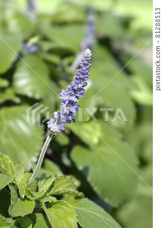 Sage Mystic Spires Blue 81288513
