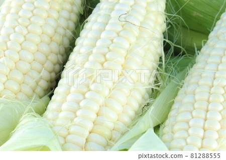 夏季蔬菜的主食！ 3 早采玉米帶皮產地直送 81288555