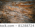 Pine trunk surface and texture 81288724