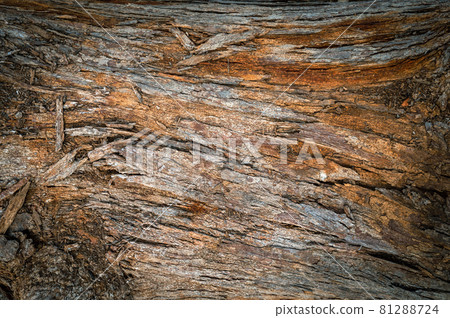 Pine trunk surface and texture Pine trunk surface and texture 81288724