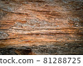 Pine trunk surface and texture 81288725