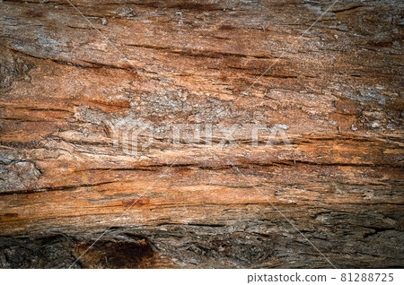 Pine trunk surface and texture Pine trunk surface and texture 81288725