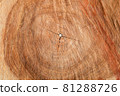 Wooden surface and texture of pine tree cut 81288726