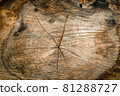 Wooden surface and texture of pine tree cut 81288727