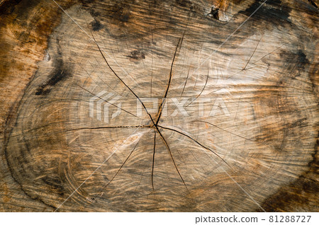 Wooden surface and texture of pine tree cut Wooden surface and texture of pine tree cut 81288727