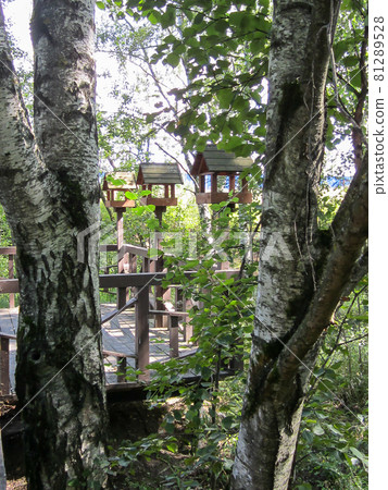 View of the bird feeders between birch trunks on the eco trail. View of the bird feeders between birch trunks on the eco trail. 81289528