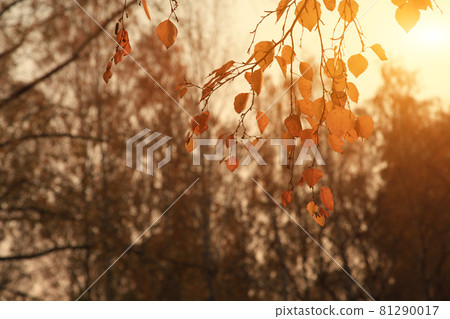 Yellow birch leaves are illuminated by bright rays of the sun. A joyful autumn evening mood. Close-up. Defocus. Tree leaves 81290017