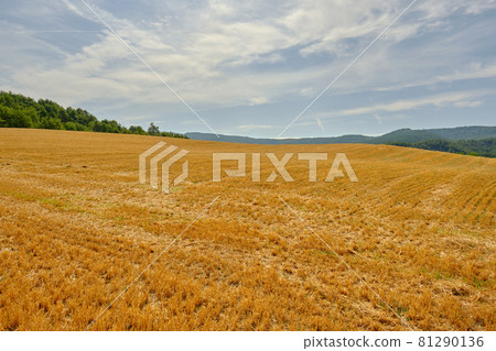 a large wheat field has been harvested a large wheat field has been harvested 81290136