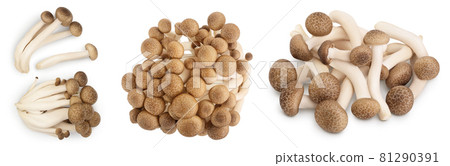 Brown beech mushrooms or Shimeji mushroom isolated on white background. Set or collection 81290391