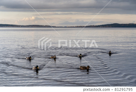 Beautiful autumn misty grey lake and cloudy sky landscape with wild ducks floating. Moody autumn nature background. Great design for any purposes. Beautiful autumn misty grey lake and cloudy sky landscape with wild ducks floating. Moody autumn nature background. Great design for any purposes. 81291795