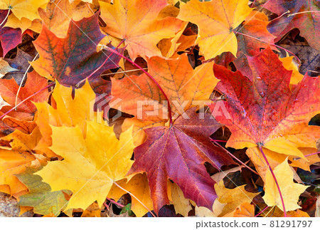 Colorful maple leaves nature background. Indian summer concept. Flat lay style. Copy space. Colorful maple leaves nature background. Indian summer concept. Flat lay style. Copy space. 81291797