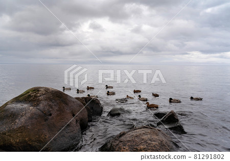 Beautiful autumn misty grey lake with rocky shore and cloudy sky landscape with wild ducks floating. Dark and moody nature background. Great wallpaper design. Copy space. Beautiful autumn misty grey lake with rocky shore and cloudy sky landscape with wild ducks floating. Dark and moody nature background. Great wallpaper design. Copy space. 81291802