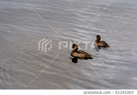 Beautiful autumn misty grey lake with wild ducks floating. Moody autumn nature background. Great design for any purposes. 81291803