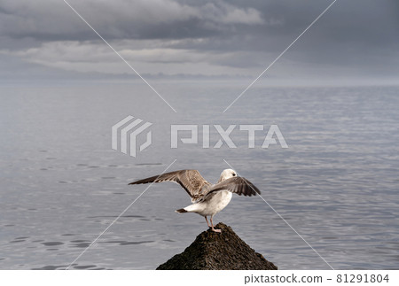Seagull standing on the top of the cliff with the sea view on the background. Beautiful dark and moody nature backdrop for your design in grey colors. Wildlife concept. Copy space. Seagull standing on the top of the cliff with the sea view on the background. Beautiful dark and moody nature backdrop for your design in grey colors. Wildlife concept. Copy space. 81291804