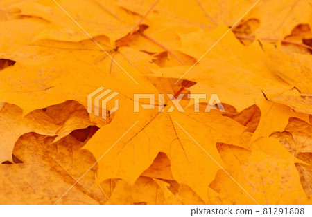 Golden maple leaves nature background. Indian summer concept. Selective focus. Copy space. 81291808