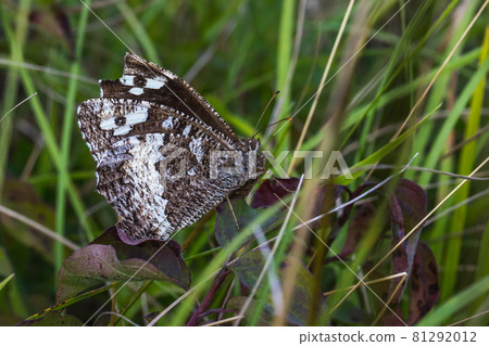 Gray bended grayling (Brintesia circe) 81292012