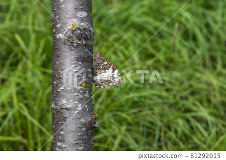 Gray bended grayling (Brintesia circe) Gray bended grayling (Brintesia circe) 81292015