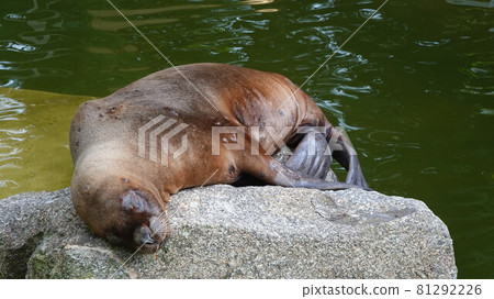 Eared seal resting with closed eyes on the stone 81292226