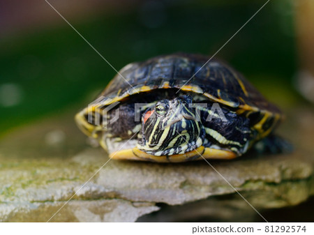 Pond Slider, Red-eared Turtle Close-up 81292574