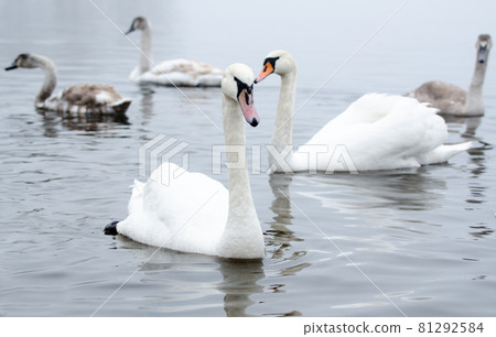 Beautiful white elegant swans bird on a foggy winter river. Beautiful white elegant swans bird on a foggy winter river. 81292584