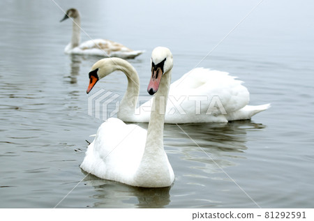 Beautiful white elegant swans bird on a foggy winter river. Beautiful white elegant swans bird on a foggy winter river. 81292591