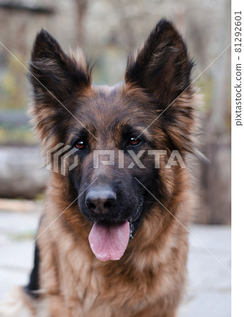 Portrait of German Shepherd dog. Photo of Dog's head. 81292601