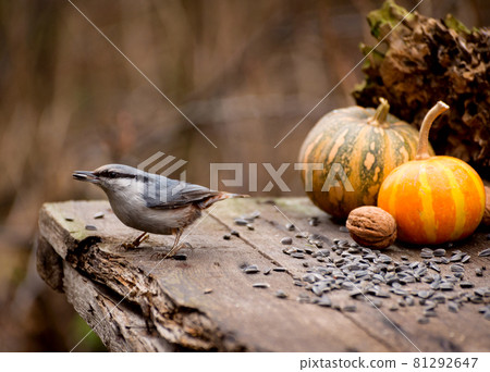 Eurasian nuthatch eating sunflower seeds from an old wooden table in the aoutmn garden. Eurasian nuthatch eating sunflower seeds from an old wooden table in the aoutmn garden. 81292647