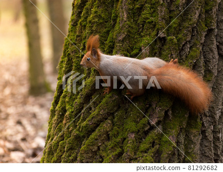 Red fluffy squirrel in a autumn forest. Curious red fur animal among dried leaves. 81292682