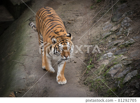 Portrait of young tiger resting on a ground in a zoo yard 81292705