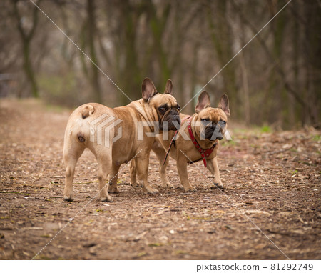 Adorable Fawn Colored French Bulldog in the Forest. 81292749