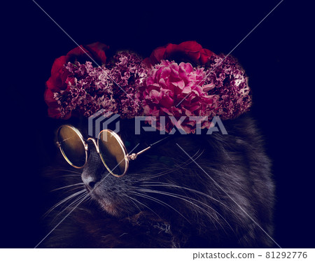 Gorgeous fluffy black cat wearing round glasses and beautiful floral crown of peony and lilac flowers. Dark moody animal portrait. 81292776