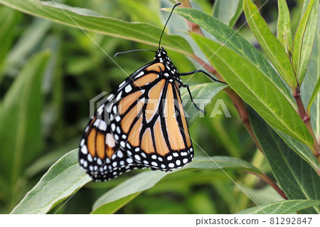 Closeup of a monarch butterfly on a grassy background Closeup of a monarch butterfly on a grassy background 81292847