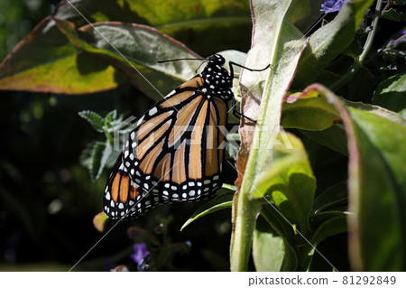 A monarch butterfly on grass against a dark background A monarch butterfly on grass against a dark background 81292849