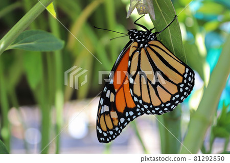 Closeup of a monarch butterfly emerging from a chrysalis Closeup of a monarch butterfly emerging from a chrysalis 81292850