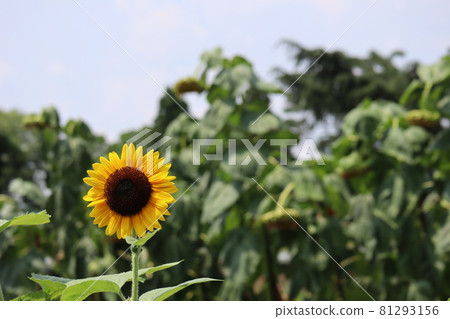 A landscape with a small sunflower and a large sunflower that looks vaguely after blooming 81293156