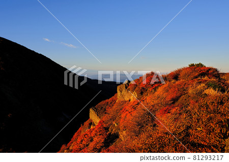 九重秋葉 81293217