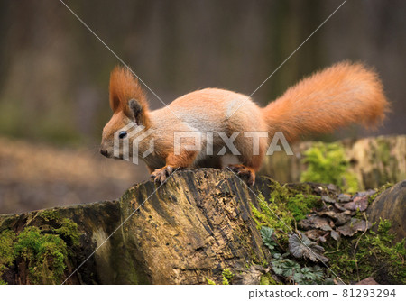 Red fluffy squirrel in a autumn forest. Curious red fur animal among dried leaves. 81293294