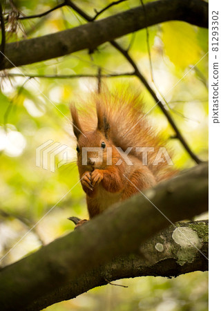 Red fluffy squirrel in a autumn forest. Curious red fur animal among dried leaves. 81293302