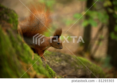 Red fluffy squirrel in a autumn forest. Curious red fur animal among dried leaves. 81293303