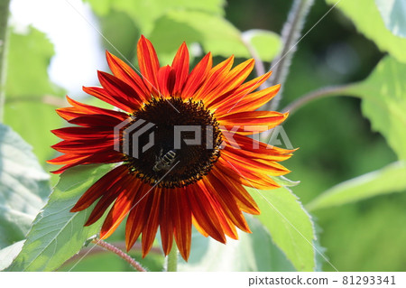 Blood red sunflowers and bees 81293341