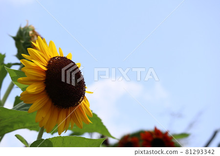 Sunflowers and a vaguely visible sky 81293342