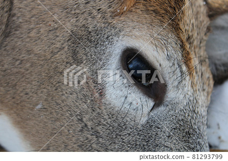 Closeup of a Freshly Killed White Tail Deer Head Closeup of a Freshly Killed White Tail Deer Head 81293799